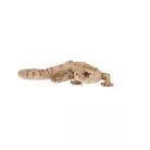 Gyík polyresin szobor, dekoráció, 16 x 8 x 3 cm