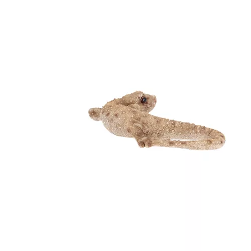 Gyík polyresin szobor, dekoráció, 16 x 8 x 3 cm