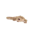 Gyík polyresin szobor, dekoráció, 16 x 8 x 3 cm