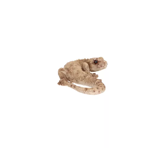 Gyík polyresin szobor, dekoráció, 16 x 8 x 3 cm