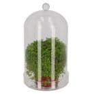 Dekorációs üveg búra, alappal, 16,3 cm átmérőjű