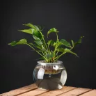 Hidroponikus virágcserép, 22 cm átmérőjű