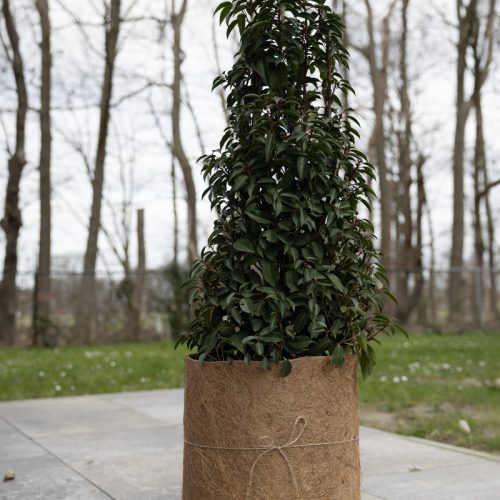 Talajstabilizáló kókuszrost tekercs, 50 x 150 cm