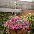 Kókuszrost betét virágtartókhoz, 25 cm átmérőjű