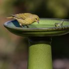 Kerámia madáritató állvány, zöld