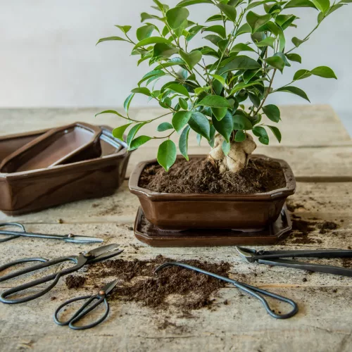Bonsai ág vágó, fogó