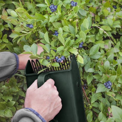 Bogyós gyümölcs szedő, ergonomikus fogantyúval, 14 x 22 cm