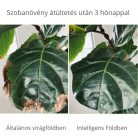 Intelligens föld, természetes összetevőket tartalmazó virágföld, 5 kg