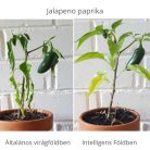 Intelligens föld, természetes összetevőket tartalmazó virágföld, 5 kg