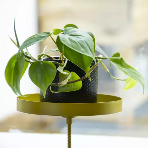 Felszerelhető lebegő dekoratív fém tálca, aranysárga, 18 cm átmérőjű