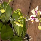 Fémből készült orchidea és virágtámasz, ezüst színben, 4 db