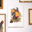 Feketecsőrű ariel tukánok művészi nyomat, print A5
