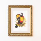 Feketecsőrű ariel tukánok művészi nyomat, print A5
