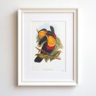 Feketecsőrű ariel tukánok művészi nyomat, print A5