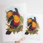 Feketecsőrű ariel tukánok művészi nyomat, print A5