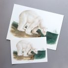 Jegesmedve művészi nyomat, print A5