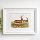 Szarvasok művészi nyomat, print A4