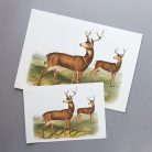 Szarvasok művészi nyomat, print A5