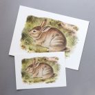 Nyuszi művészi nyomat, print A4