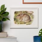 Nyuszi művészi nyomat, print A4