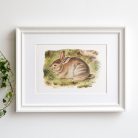 Nyuszi művészi nyomat, print A4