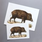 Vaddisznó művészi nyomat, print A4