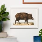 Vaddisznó művészi nyomat, print A4