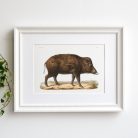 Vaddisznó művészi nyomat, print A4