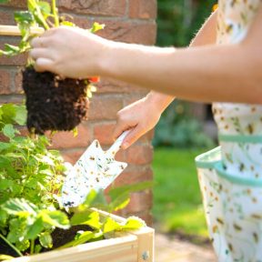 Méhecske kollekció