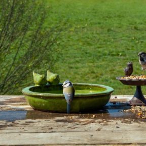 Madáritató, madárfürdető