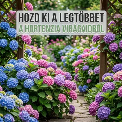 Hortenzia metszése – Mikor, hogyan és miért érdemes?