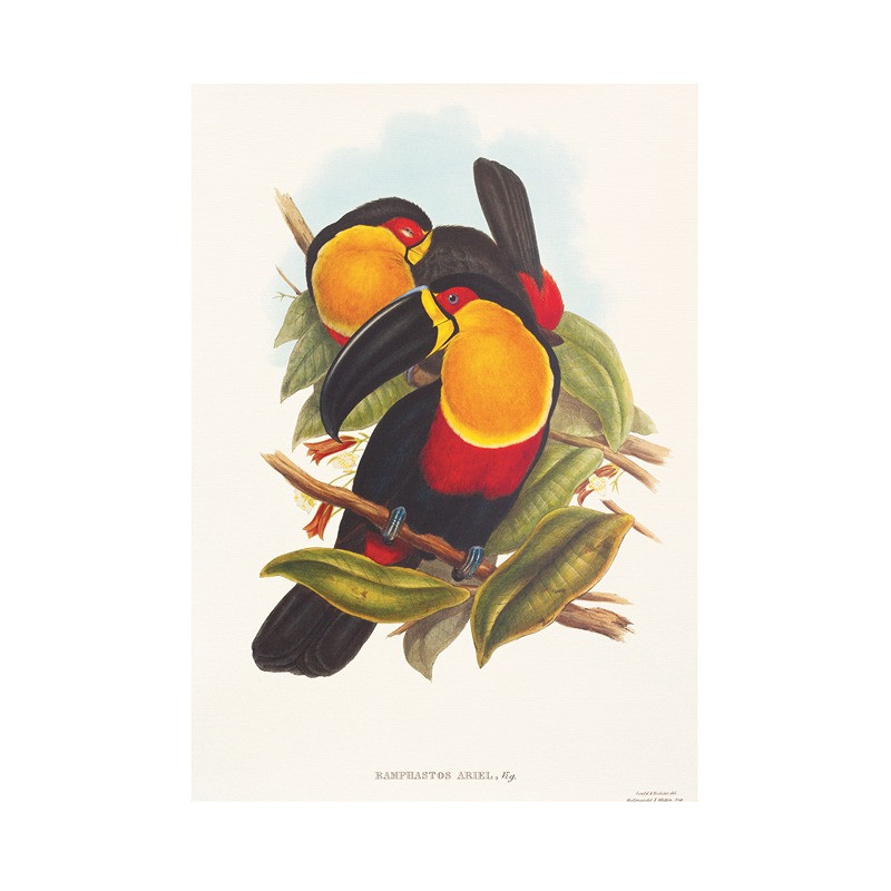 Feketecsőrű ariel tukánok művészi nyomat, print A4