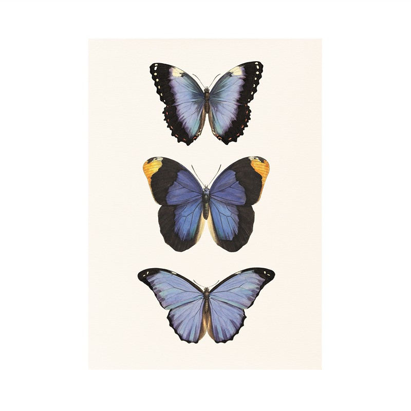 Kék pillangók művészi nyomat, print A5